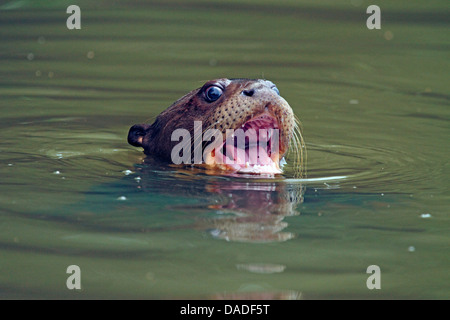 Lontra gigante (Pteronura brasiliensis), infantili di piangere per i suoi genitori, Brasile, Mato Grosso, Pantanal, Rio Cuiaba Foto Stock