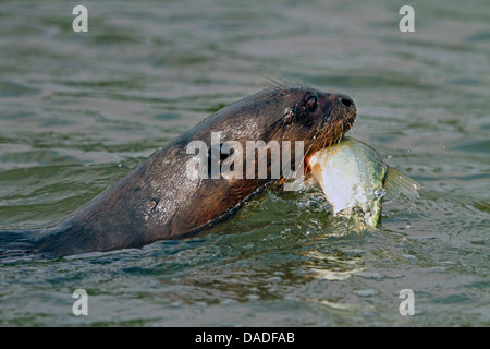 Lontra gigante (Pteronura brasiliensis), nuotare lontano con un pesce pescato , Brasile, Mato Grosso, Pantanal, Rio Cuiaba Foto Stock