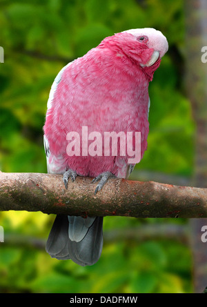 Galah (Eolophus roseicapillus, Cacatua roseicapillus), seduto su un ramo del canting la testa, Australia Foto Stock