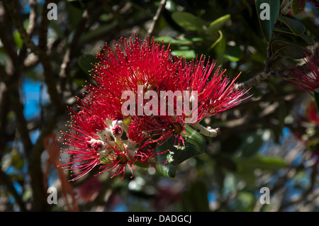 Fioritura Pohutukawa albero in Nuova Zelanda. Blüten des Weihnachtsbaums Neuseeländischen. Foto Stock