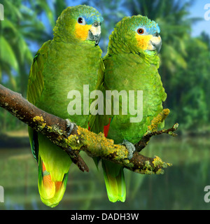 Arancio-winged amazon (Amazona amazonica), di due uccelli seduti fianco a fianco su un ramo su un fiume, Venezuela Foto Stock