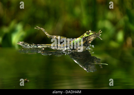 Unione rana verde, comune rana verde (Rana kl. esculenta, Rana esculenta), saltando in acqua, Germania Foto Stock