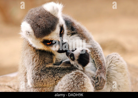 Anello-tailed lemur (Lemur catta), adorando madre cullano il suo cucciolo, Madagascar Foto Stock