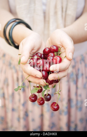 Mani femminili azienda ciliegie acide fresche Foto Stock