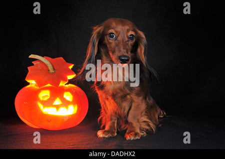 Con i capelli lunghi Bassotto a pelo lungo cane salsiccia, cane domestico (Canis lupus f. familiaris), seduta accanto a una zucca di Halloween Foto Stock