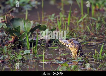 Caimano dagli occhiali (Caiman crocodilus), la testa fuori dall'acqua, Brasile, Mato Grosso, Pantanal Foto Stock