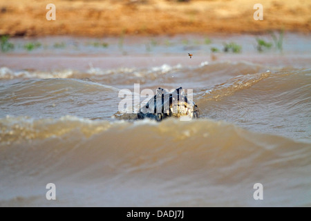 Caimano dagli occhiali (Caiman crocodilus), la testa fuori dall'acqua, Brasile, Mato Grosso, Pantanal Foto Stock