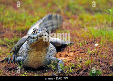 Caimano dagli occhiali (Caiman crocodilus), Caimano posa sulla riva del fiume, Brasile, Mato Grosso, Pantanal Foto Stock