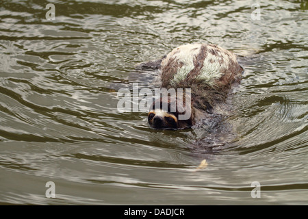 Marrone-throated sloth (Bradypus variegatus), nuotare nel fiume, Perù, Loreto, Fiume Yanayacu Foto Stock