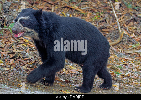 Spectacled bear (Tremarctos ornatus), passeggiate in una radura, Perù Lambayeque, Reserva Chaparri Foto Stock