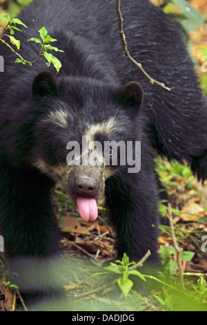 Spectacled bear, Andino bear (Tremarctos ornatus), che mostra la sua lingua, Perù Lambayeque, Reserva Chaparri Foto Stock