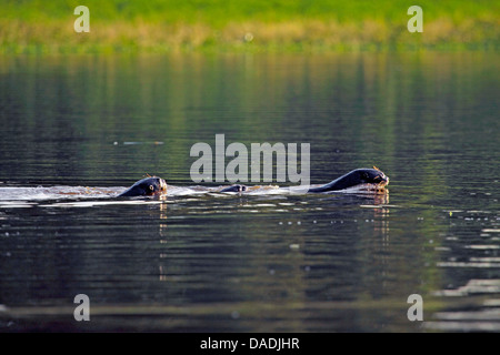 Lontra gigante (Pteronura brasiliensis), famiglia nuoto, Perù, Loreto, Pacaya Samiria National Park Foto Stock