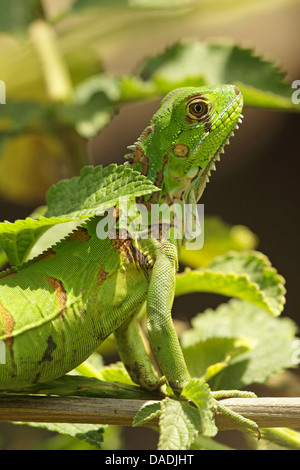 Iguana verde, comune (iguana Iguana iguana), capretti nella boccola, Perù Lambayeque, Reserva Chaparri Foto Stock