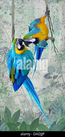 Blu e Giallo macaw, blu e oro macaw, blu e oro macaw, blu-giallo Macaw (Ara ararauna), due pappagalli appesi alle liane fatturazione, la composizione Foto Stock