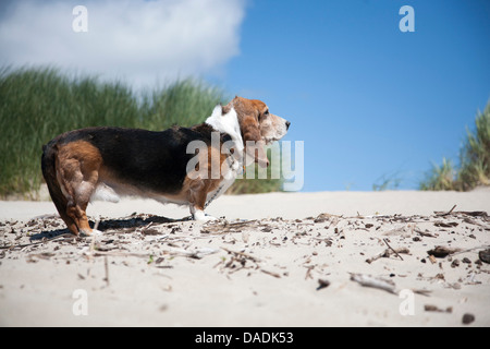 Basset Hound sulla spiaggia Foto Stock