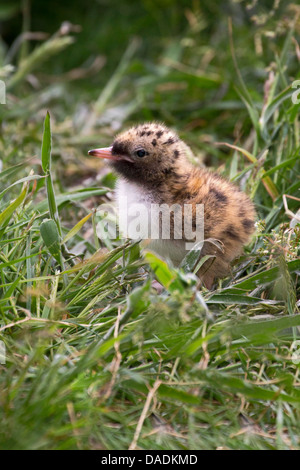 Arctic Tern chick in erba Foto Stock