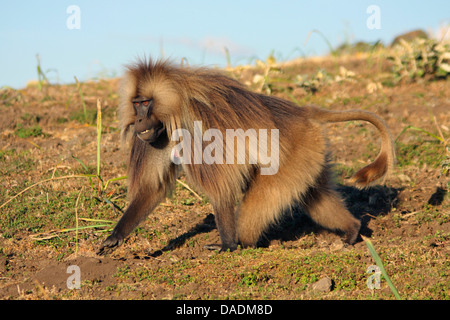 Gelada, i babbuini gelada (Theropithecus gelada), passeggiate in modo mirato in discesa, Etiopia, Gondar, Simien Mountains National Park Foto Stock