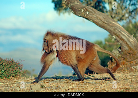 Gelada, i babbuini gelada (Theropithecus gelada), maschio passeggiate intenzionalmente, Etiopia, Gondar, Simien Mountains National Park Foto Stock