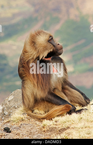 Gelada, i babbuini gelada (Theropithecus gelada), seduta, Etiopia, Gondar, Simien Mountains National Park Foto Stock