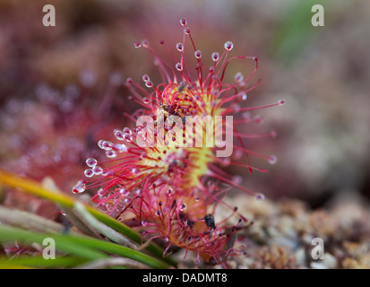 Round lasciava Sundew Drosera rotundifolia con gli insetti intrappolati Teesdale superiore County Durham Regno Unito Foto Stock