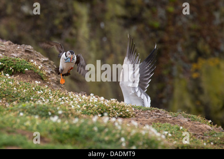 Puffin con cicerelli assaliti da Aringa Gabbiano Foto Stock