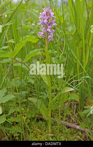 Western marsh-orchid (Dactylorhiza majalis), che fiorisce in una , in Germania, in Baviera, il Lago Chiemsee Foto Stock