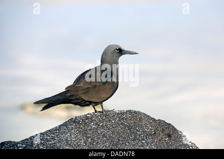 Dusky gabbiano (Larus fuliginosus, Leucophaeus fuliginosus), seduto su di una pietra, Ecuador Isole Galapagos, Santa Cruz Foto Stock