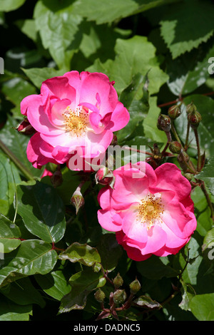 Il francese rosa (rosa gallica), fioritura Foto Stock