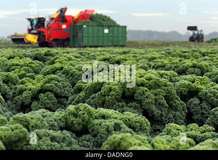 Una unità trebbiatrice attraverso un cavolo campo vicino Visbek, Germania, 28 ottobre 2011. Cavolo è un Tedesco del Nord la delicatezza e viene coltivata soprattutto in Bassa Sassonia. Oldenburg aprirà un cavolo academy. Foto: Ingo Wagner Foto Stock