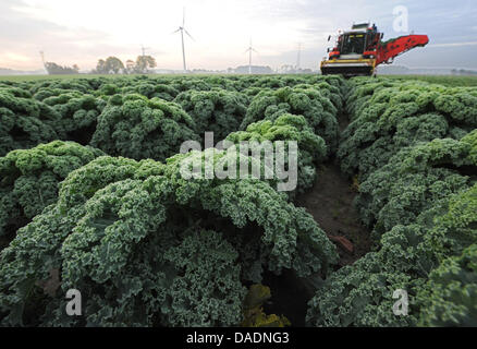 Una unità trebbiatrice attraverso un cavolo campo vicino Visbek, Germania, 28 ottobre 2011. Cavolo è un Tedesco del Nord la delicatezza e viene coltivata soprattutto in Bassa Sassonia. Oldenburg aprirà un cavolo academy. Foto: Ingo Wagner Foto Stock