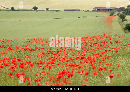 Campo di papaveri rossi che conduce al fuori fuoco fienile in campagna a a Cranborne, Dorset in luglio Foto Stock