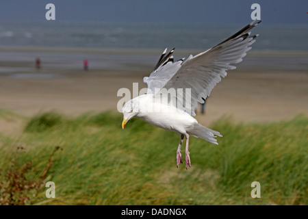 Aringa gabbiano (Larus argentatus), volare, Paesi Bassi, Texel Foto Stock