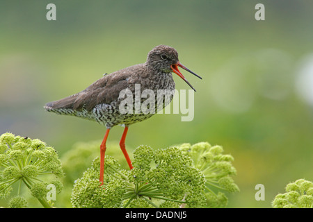 Comune (redshank Tringa totanus), chiamando, Islanda Foto Stock