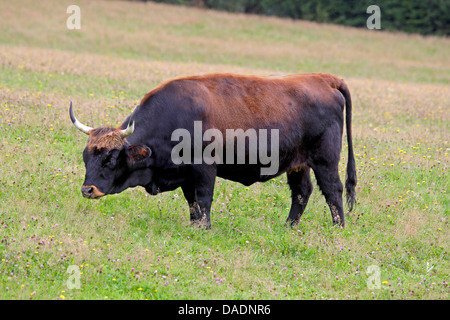 Uro (bovini domestici) (Bos taurus, Bos primigenius), in piedi sul pascolo, Germania Foto Stock