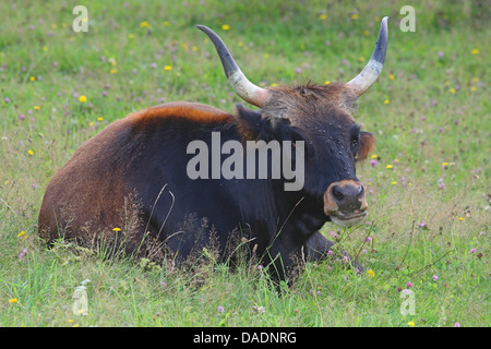 Uro (bovini domestici) (Bos taurus, Bos primigenius), giacente in prato, Germania Foto Stock