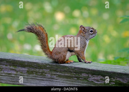 Eastern scoiattolo rosso scoiattolo rosso (Tamiasciurus hudsonicus), seduti su una trave di legno, USA, Alaska Foto Stock