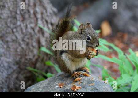 Eastern scoiattolo rosso scoiattolo rosso (Tamiasciurus hudsonicus), il taglio in corrispondenza di un cono, USA, Alaska Foto Stock