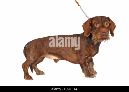 Wire-haired bassotto, Filo-dai capelli del cane di salsiccia, cane domestico (Canis lupus f. familiaris), filo permanente dai capelli bassotto, vista laterale, Germania Foto Stock