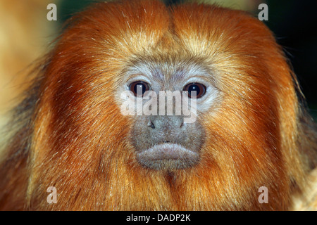Lion Tamarin, Golden Lion Tamarin (Leontopithecus rosalia, Leontideus rosalia), ritratto Foto Stock
