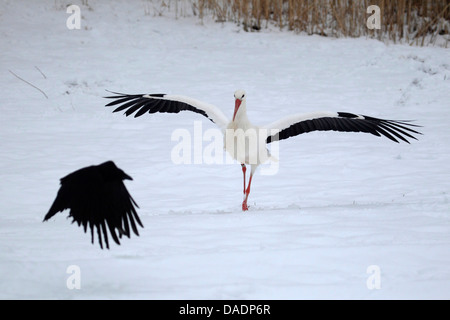 Cicogna bianca (Ciconia ciconia), cicogna bianca con crow in inverno, Germania Foto Stock