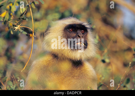 Langur sacra, langur indiano, Hanuman langur, Pianure Settentrionali Langur grigio, scimmia Hanuman, Langur comune (Semnopithecus entellus, Presbytis entellus), ritratto, India Foto Stock