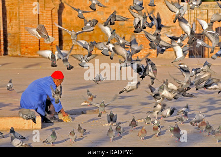 Alimentazione uomo piccioni, Marocco Marrakech Foto Stock
