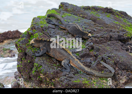 Isabela marine iguana (Amblyrhynchus cristatus albemarlensis, Amblyrhynchus cristatus ssp. albemarlensis), mangiare alghe da rocce laviche, Ecuador Isole Galapagos, Isabela, Puerto Villamil Foto Stock