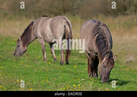 Cavalli Konik (Equus przewalskii f. caballus), stallone e mare il pascolo in un prato, Germania, Schleswig-Holstein, GFN Woehrdener Loch Foto Stock