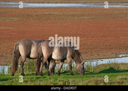Cavalli Konik (Equus przewalskii f. caballus), stallone e mare pascolo, Germania, Schleswig-Holstein, GFN Woehrdener Loch Foto Stock