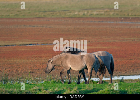 Cavalli Konik (Equus przewalskii f. caballus), stallone e mare pascolo, Germania, Schleswig-Holstein, GFN Woehrdener Loch Foto Stock