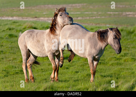 Cavalli Konik (Equus przewalskii f. caballus), pony calci un altro pony, Germania, Schleswig-Holstein, GFN Woehrdener Loch Foto Stock