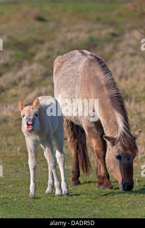 Cavalli Konik (Equus przewalskii f. caballus), mare e pollame in prato, Germania, Schleswig-Holstein, GFN Woehrdener Loch Foto Stock