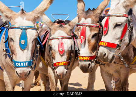 Asini sulla spiaggia Skegness Lincolnshire England Regno Unito GB EU Europe Foto Stock