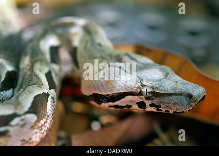 Madagascan boa, Madagascar Boa di massa (Acrantophis madagascariensis, Boa madagascariensis), giacente sul suolo della foresta sul fogliame secco, Madagascar, Antsiranana, Andrafiamena foresta classificata Foto Stock